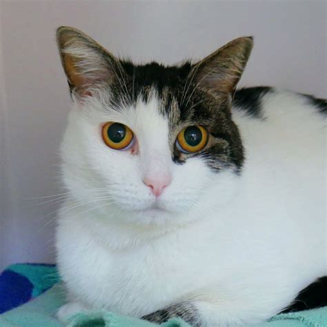 Violet Sua Female Domestic Short Hair Cat In Vic Petrescue