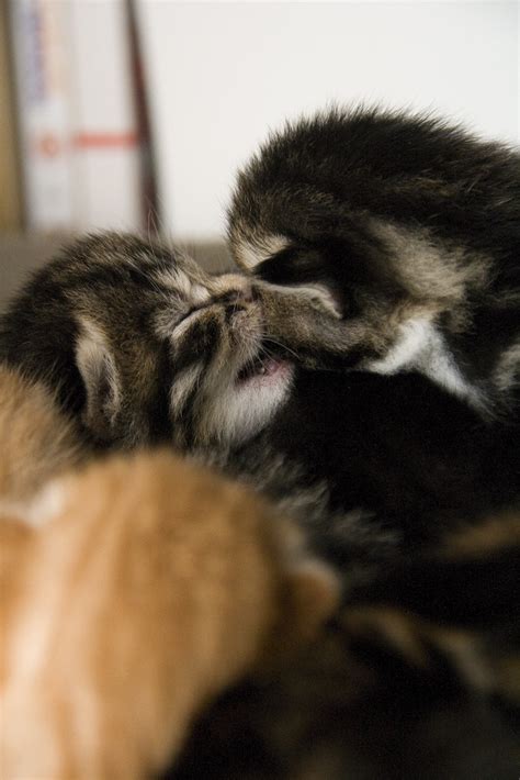 Kitten Kiss Kitten Kiss Matthew Field Flickr
