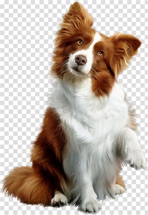 Find high quality border collie clipart, all png clipart images with transparent backgroud can be download for free! Free download | Golden Retriever, Rough Collie, Puppy ...
