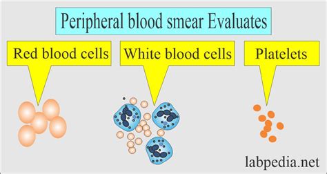 Red Blood Cell Rbc Part 2 Normal Peripheral Blood Smear And Rbc