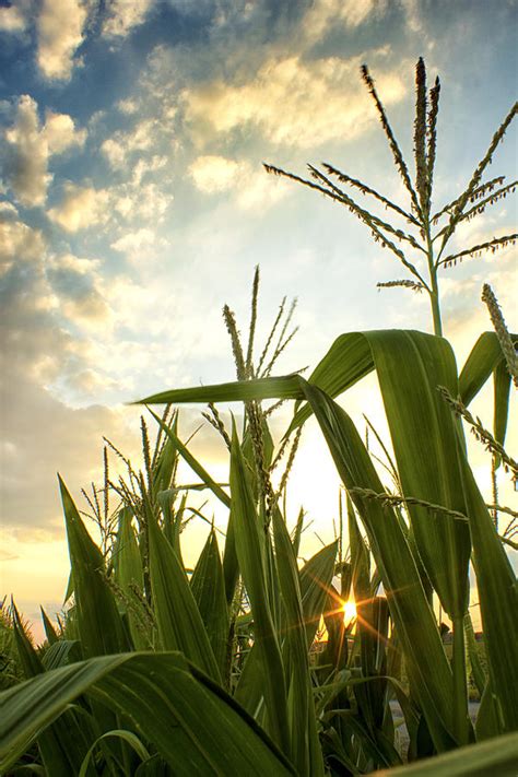 Corn Rise Photograph By Bailey And Huddleston Fine Art America