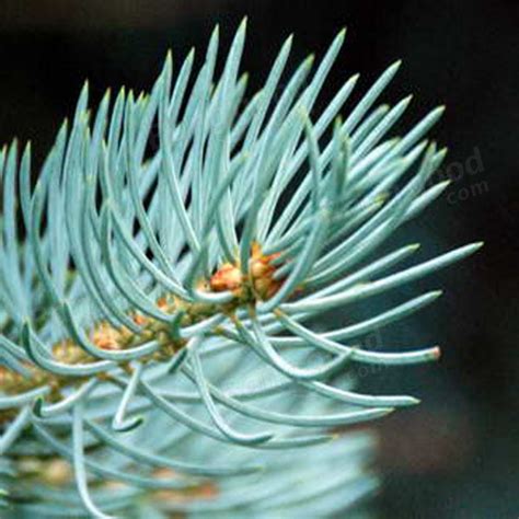 30pcs Colorado Blue Spruce Tree Seeds Picea Pungens Fir Plant Us179