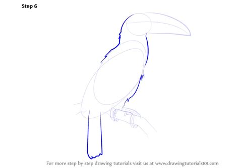 Learn How To Draw A Toucan Birds Step By Step Drawing Tutorials
