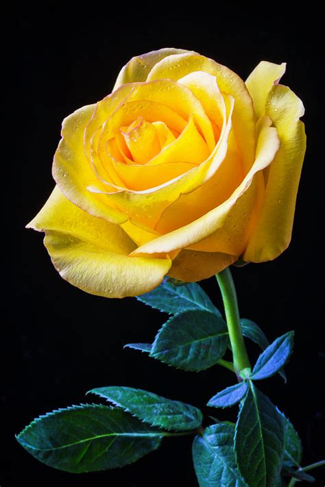 Beautiful Yellow Rose Photograph By Garry Gay Pixels