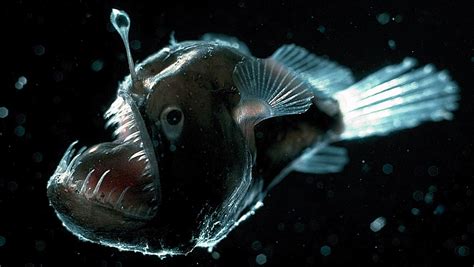 Female Angler Fish