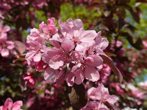 Blüten Im April Foto And Bild Deutschland Europe Hessen Bilder Auf
