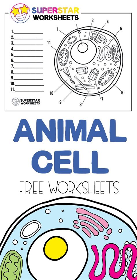 Free Printable Cell Worksheets For Coloring Pages Label The Cell