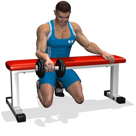 Palms Up Dumbbell Wrist Curl Over A Bench Involved Muscles During The