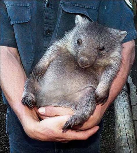 20 Utterly Adorable Pictures To Convince You That Wombats Are The