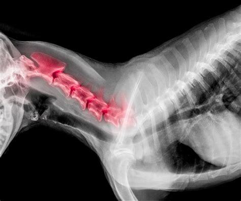 X Ray Film Of Dog Lateral View With Red Highlight In Neck Bone Pain