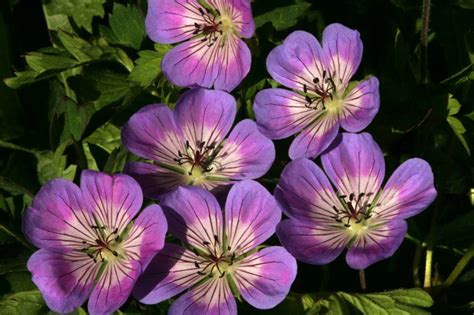 Geranium Sweet Heidi® Verschoor Horticulture