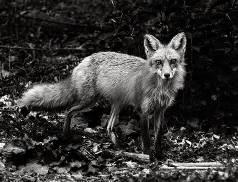 Tips For Black And White Wildlife Photography