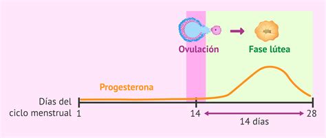 Anoi Rbol Punto De Referencia Cuales Son Las Fases De Ciclo Menstrual Dentro De Poco Primer