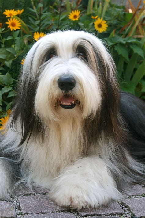 Bearded Collie Bearded Collie Cute Dogs Dogs Of The World