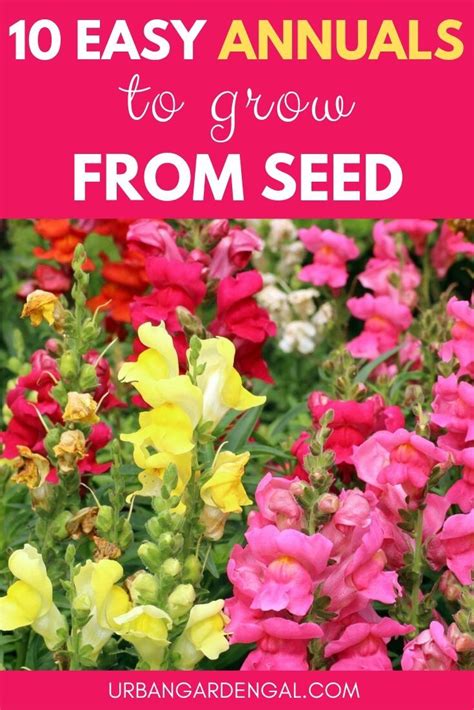 10 Easy Annuals To Grow From Seed Annual Flowers Planting Flowers