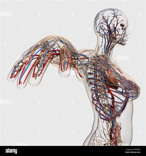 Lymph System Des Menschen Anatomie Female Lymphatic System X Ray