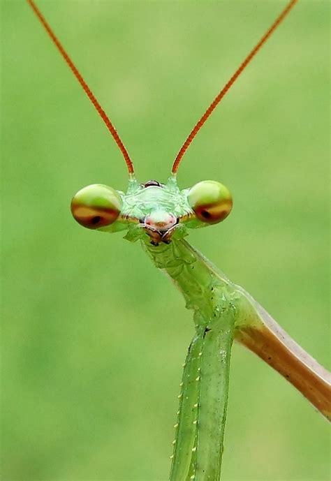 Praying Mantis Photo By Tony Mackrill National Geographic Your Shot
