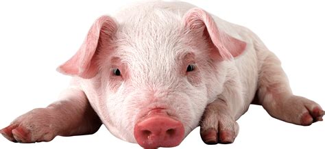 Pig Png Images Cartoon Pig Baby Pig Clipart Free Transparent Png Logos