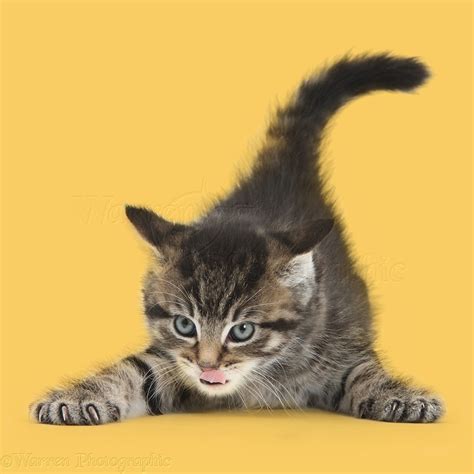 Cute Playful Tabby Kitten On Yellow Background Photo Wp42214