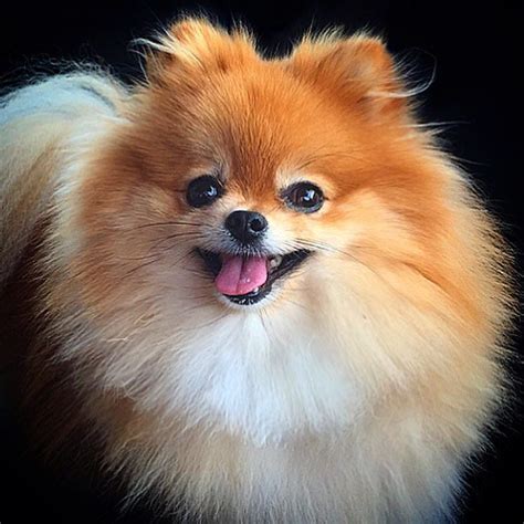 Pomeranian Pomeranian Puppy Cute Pomeranian Pomeranian Facts