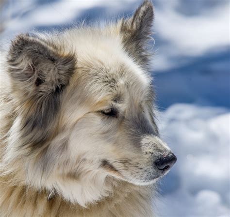 50 Best Greenland Dog Images On Pinterest Sled Dogs