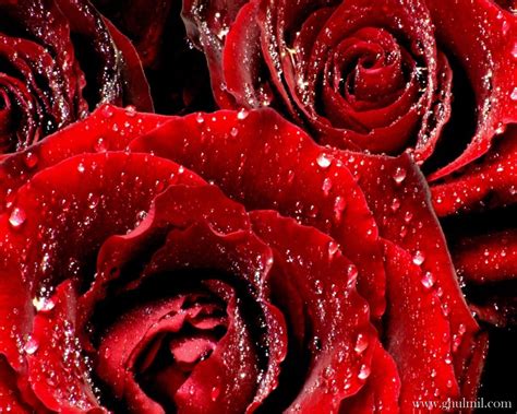A big collection of beautiful pictures of roses with variety of colors and meanings. red roses, most popular rose, rose wallpapers, beautiful ...