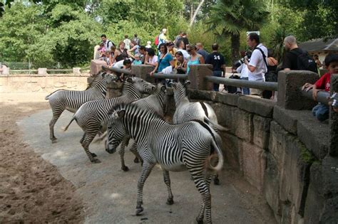 Le Zoo De La Palmyre En Images Retour Sur Les 50 Ans Du Parc