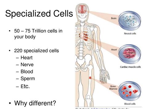 ppt specialized cells powerpoint presentation free to hot sex picture