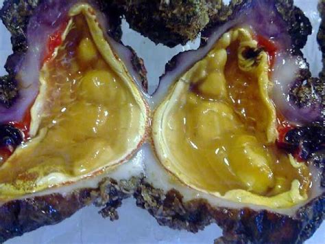 Scampone carabineros e gambero rosso. Vendita molluschi Online - Costo e prezzo molluschi ...