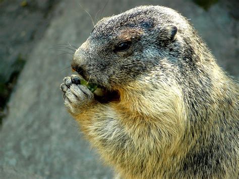 Alimentação da Marmota: O Que Elas Comem? | Mundo Ecologia