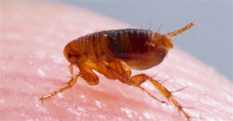 Flea Lifespan How Long Do Fleas Live A Z Animals