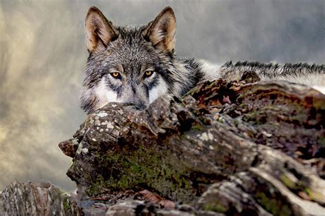 Watching Wolf Photograph By Jeannee Gannuch