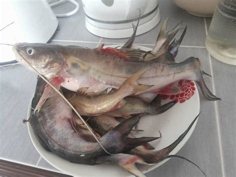 Masak lemak ikan baung memang mantolll #masakmasak #foodmalaysia. Tertunailah Hasrat Di Hati: Resepi Masak Lemak Cili Padi ...