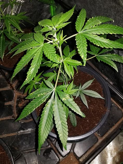 Do not pose as great a. Will wind burn heal? I'm at 30 days from clone and ...