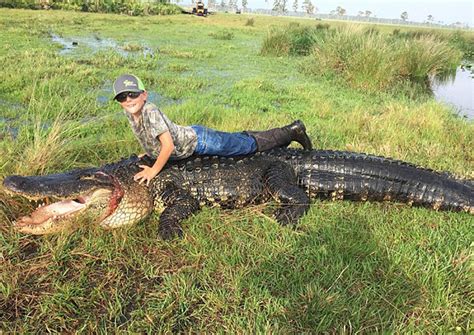 Un Alligator Géant Abattu En Floride Le Courrier Des Amériques