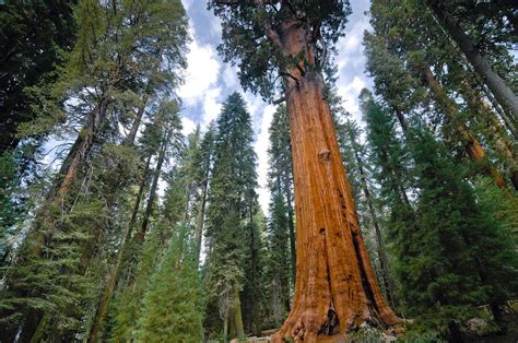 Saving The Worlds Largest Trees Britannica