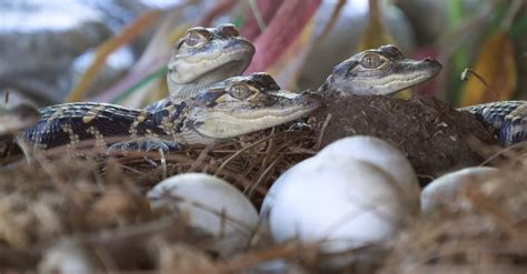 Baby Alligator 6 Incredible Hatchling Facts And 6 Pictures A Z Animals