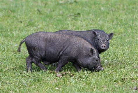 Guinea pigs are furry, tailless pets that grow up to be about three pounds. Check out pot belly pig secrets review to learn a ...