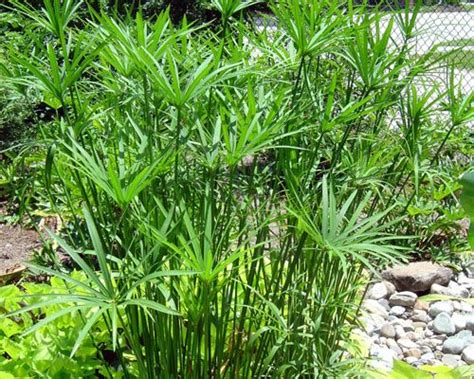 Umbrella papyrus is one of my favorite garden plants. Cyperus alternifolius Umbrella Papyrus from AgriStarts ...
