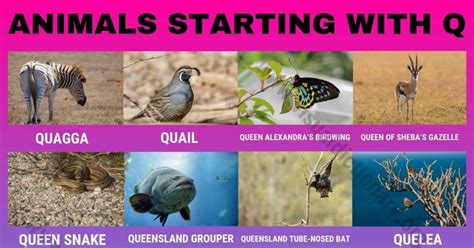 Animals that Start with Q: Amazing List of 15+ Animals Beginning with Q
