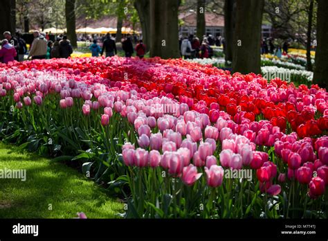 El Keukenhof Holanda 23 De Abril De 2017 El Keukenhof Es El Jardín De Flores Más Grande Del