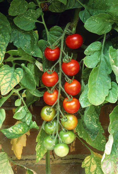 Tomatoes On The Vine Stock Image E7701408 Science Photo Library