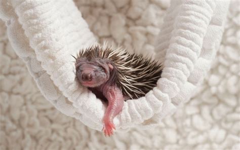 10 Of The Cutest Photos Of Baby Hedgehogs Featured Creature