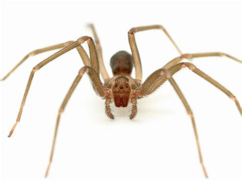 Brown Recluse Spider Facts Anatomy Diet Habitat Behavior