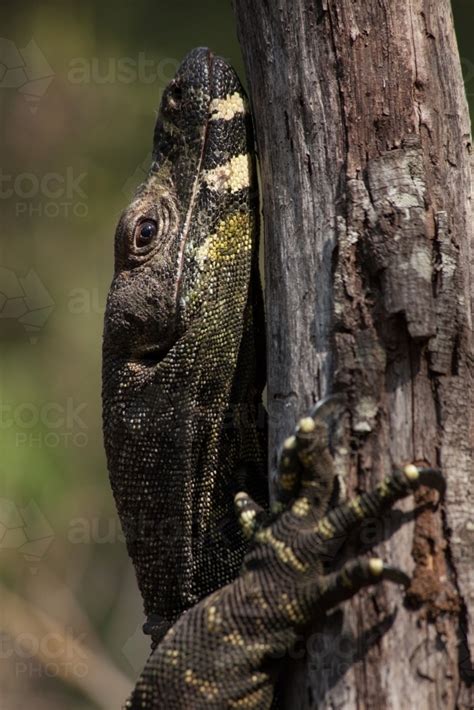 Image Of Close Up Of Lace Monitor Goanna Head And Claw Austockphoto