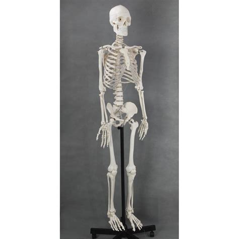 life size medical anatomical human skeleton model 170cm stand included industrial
