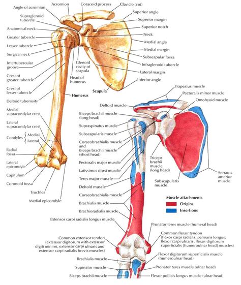 Right Humerus Anterior Images And Pictures Becuo