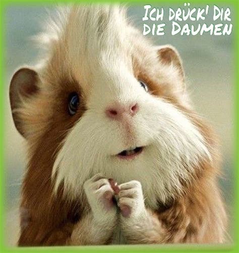 Check spelling or type a new query. Die besten 25+ Daumen drücken bilder Ideen auf Pinterest ...