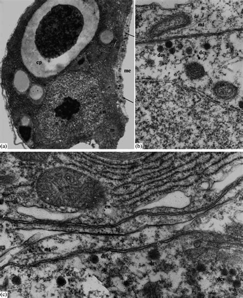 Nerve Cells Of Polypodium Hydriforme Electron Microscopy A