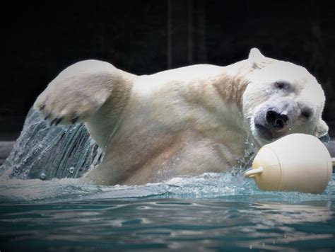 Un second ours polaire rejoindra le Zoo de La Flèche en 2020 | Côté La